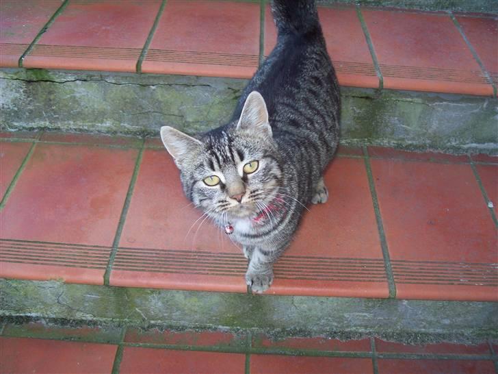 Huskat Møffe billede 11