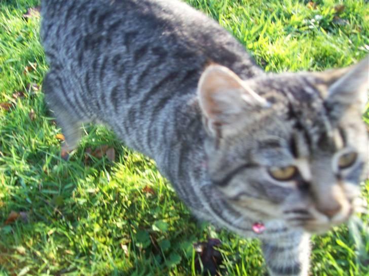 Huskat Møffe billede 12