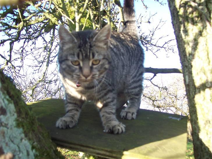 Huskat Møffe billede 13