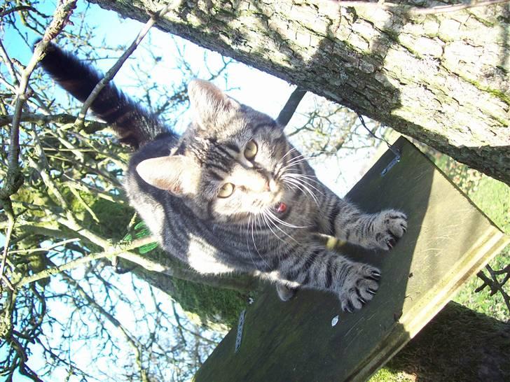 Huskat Møffe billede 14