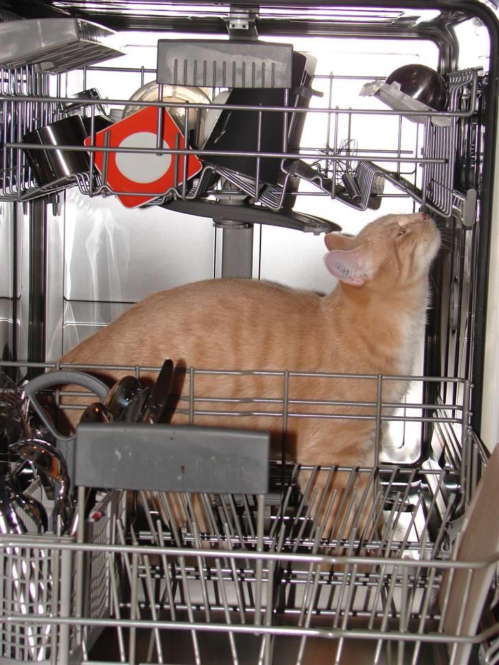 Huskat Cuba - ja sådan vasker vi kat hjemme hos os ;)  billede 20