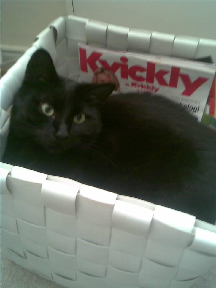 Huskat Malou - tid til et lille hvil :) billede 15