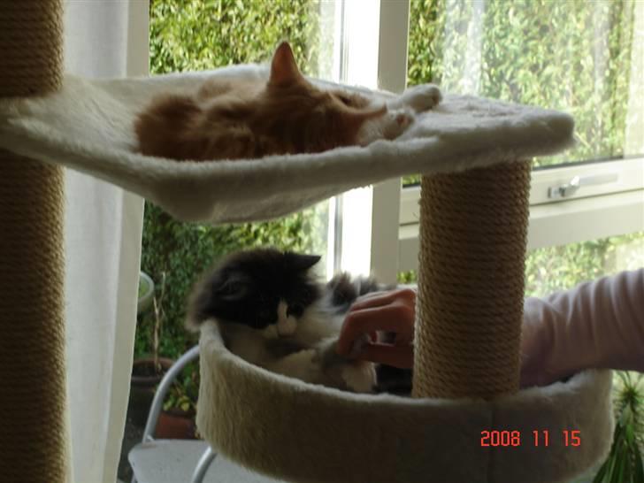 Norsk Skovkat Enya Zaphira - Aj der er altså skønt i et kradsetræ. billede 3