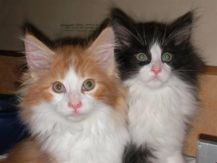 Norsk Skovkat Enya Zaphira - Altså vores Mor synes bare vi ER så lækre, hun vil gerne gramse på os hele tiden billede 4