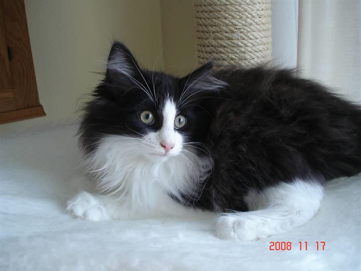 Norsk Skovkat Enya Zaphira - Jeg er mest en sød lille engel, men engang i mellem er jeg meget vild, når Aslan og jeg leger. billede 5