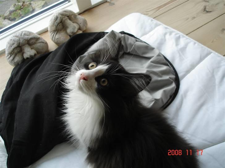 Norsk Skovkat Enya Zaphira - Frøken Yndig - det er mig. billede 6