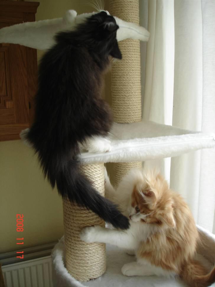 Norsk Skovkat Enya Zaphira - Mit og Aslans kradsetræ er lige til at spise. billede 7