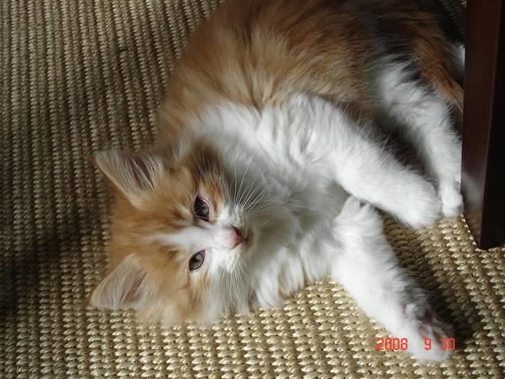 Norsk Skovkat Enzo Aslan - Søde, lækre, lille Asaln billede 4