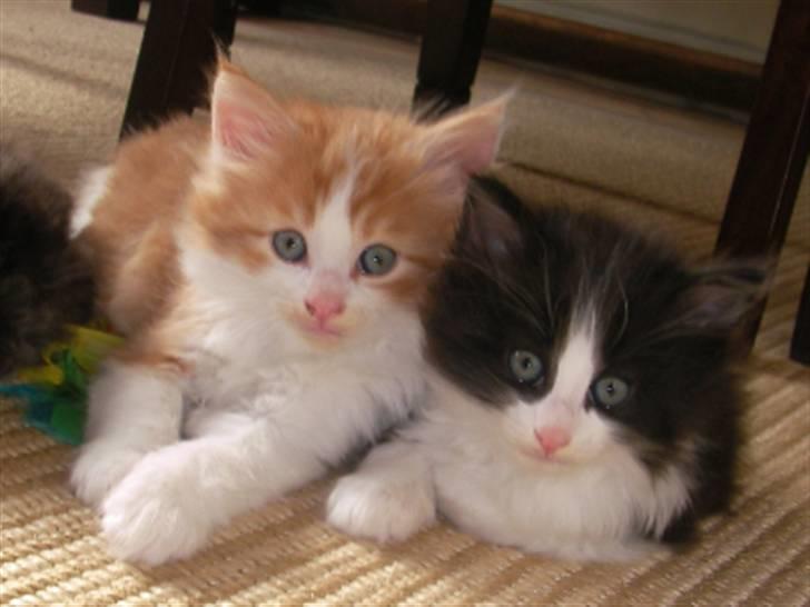 Norsk Skovkat Enzo Aslan - Det er Zaphira og mig da vi var nogle små pus billede 5