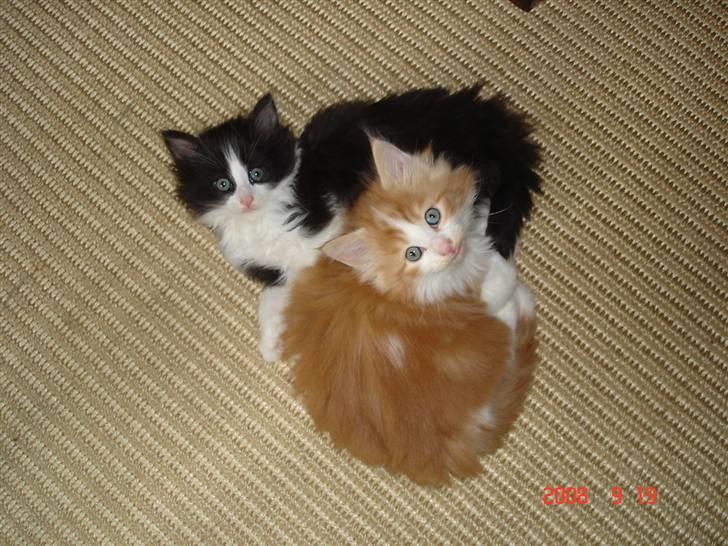 Norsk Skovkat Enzo Aslan - Ja vi ER nogle "nuttegrise" billede 6