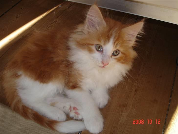 Norsk Skovkat Enzo Aslan - Smadder flot fyr!!! billede 7