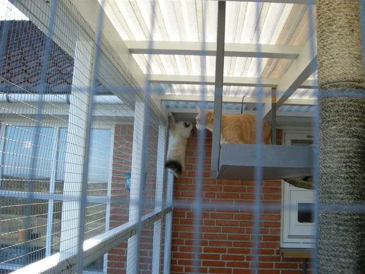 Hellig Birma Afroditte - Hvordan  pokker kommer man ud herfra, Grynte ?? billede 7