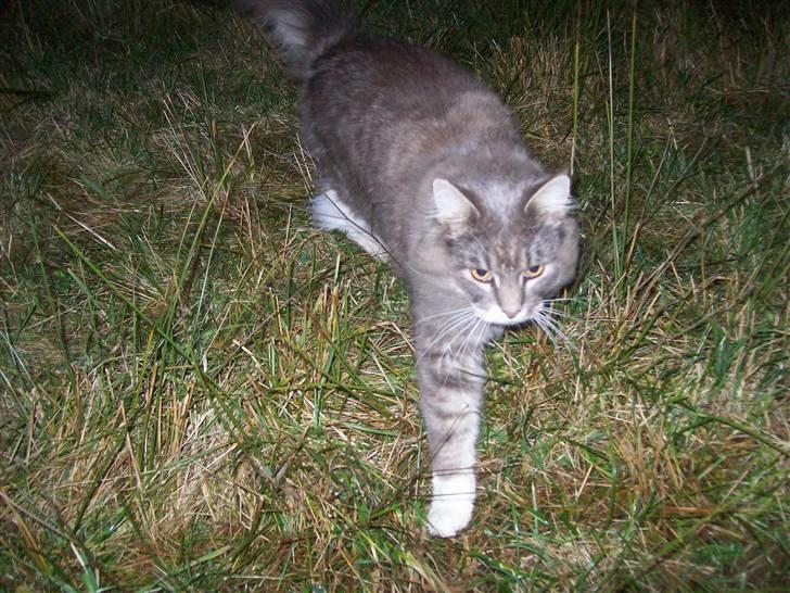 Norsk Skovkat Silas billede 8