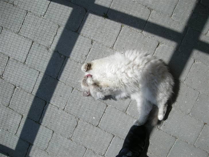 Hellig Birma Afroditte - Solen er min ven ! :o) billede 8