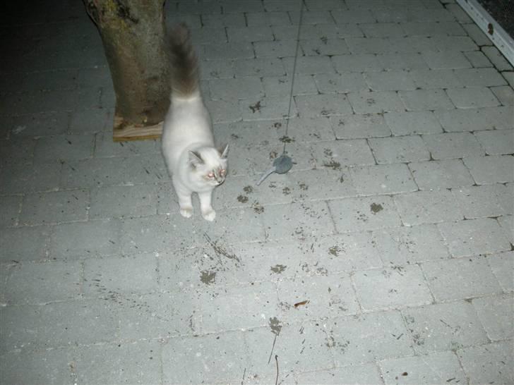 Hellig Birma Afroditte - Vandskål = våde poter... :o) billede 9