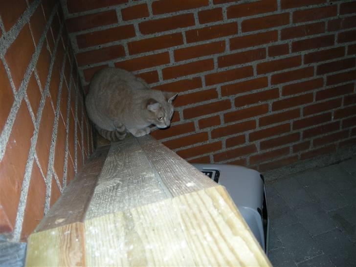 Hellig Birma Afroditte - Grynte kigger på... billede 10