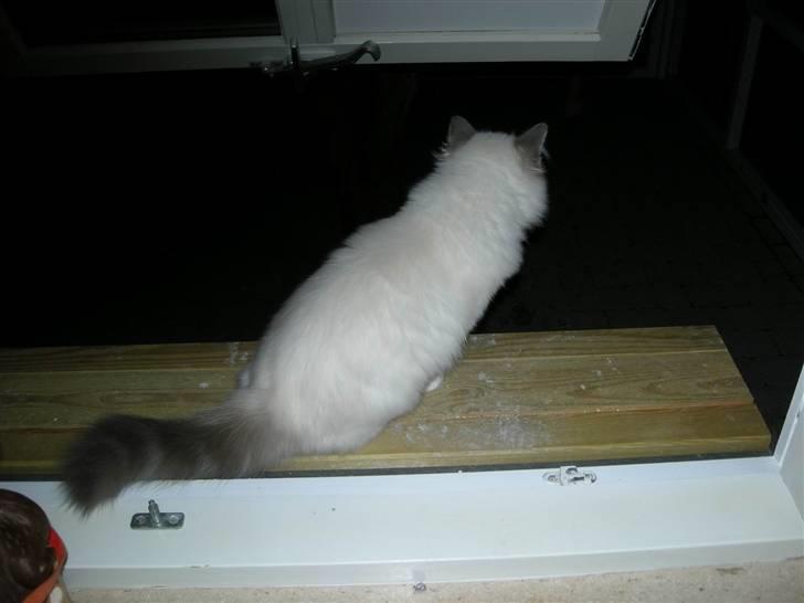 Hellig Birma Afroditte - " Uha-da-da, det er skis`me mørkt udenfor...! " billede 11