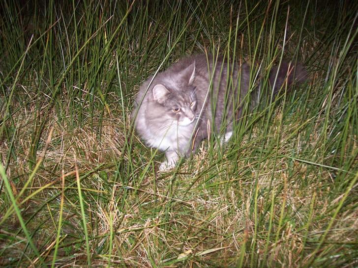 Norsk Skovkat Silas billede 10