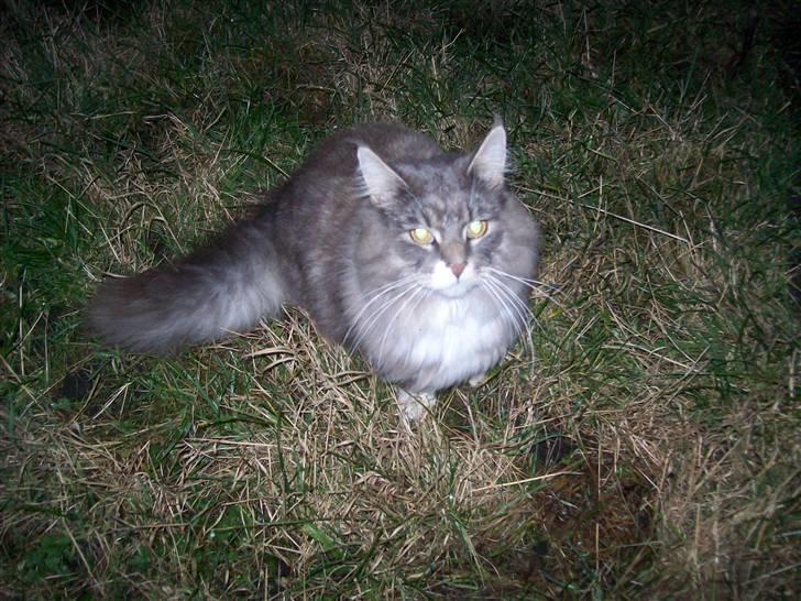 Norsk Skovkat Silas billede 11