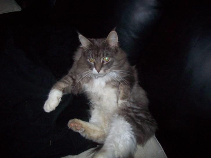 Norsk Skovkat Silas billede 12