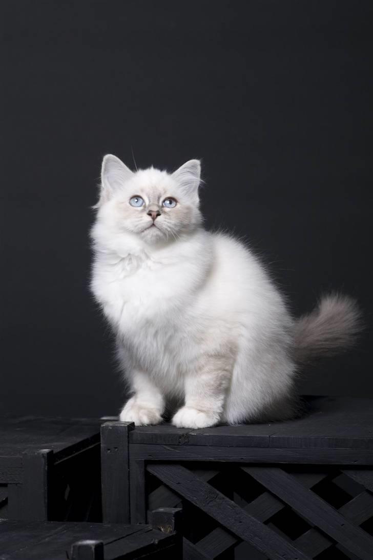 Hellig Birma Afroditte - Billede fra Opdrætter... billede 12