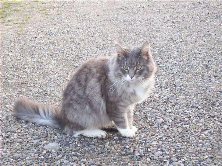 Norsk Skovkat Silas billede 13