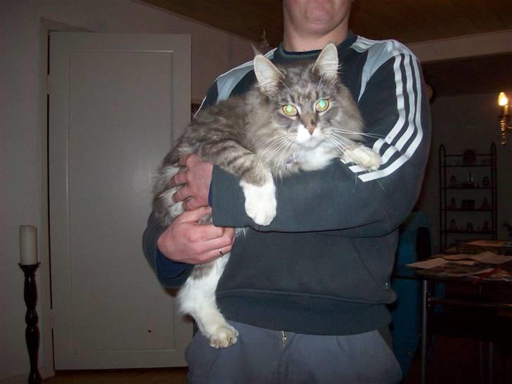 Norsk Skovkat Silas billede 14