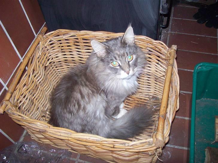 Norsk Skovkat Silas billede 15