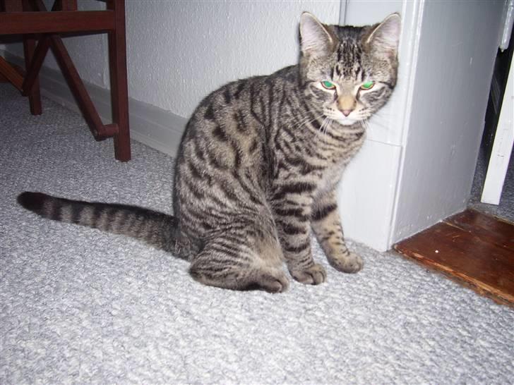 Blanding af racer Tvebakke II billede 9