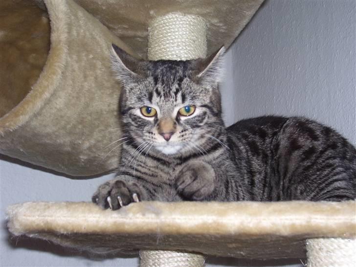 Blanding af racer Tvebakke II billede 10