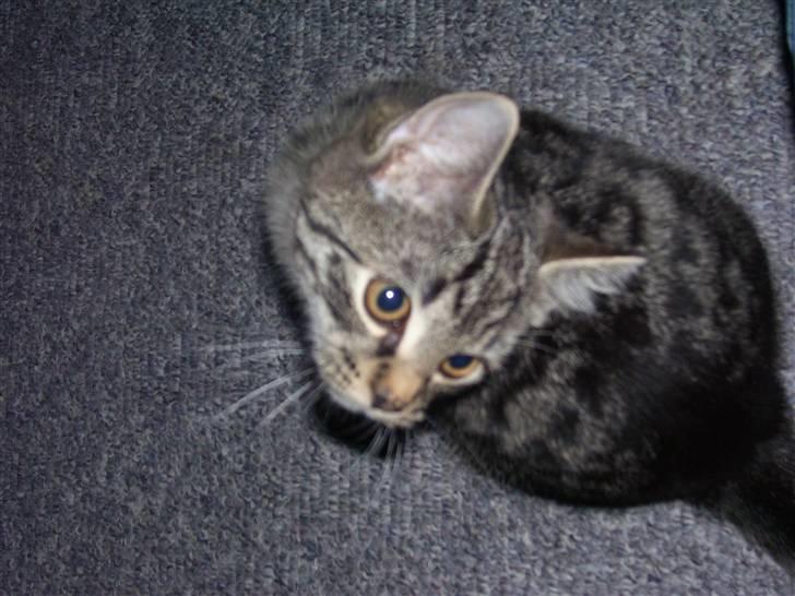 Blanding af racer Tvebakke II billede 11