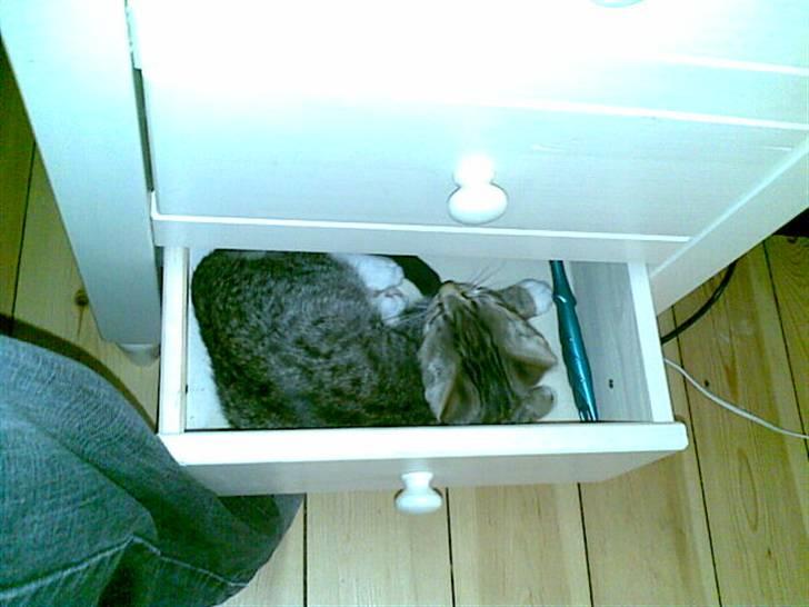 Huskat Misse - Hvis vi ikke kan finde hende..... billede 3