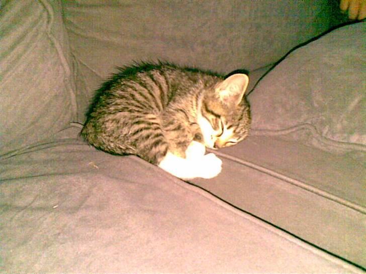 Huskat Misse billede 4