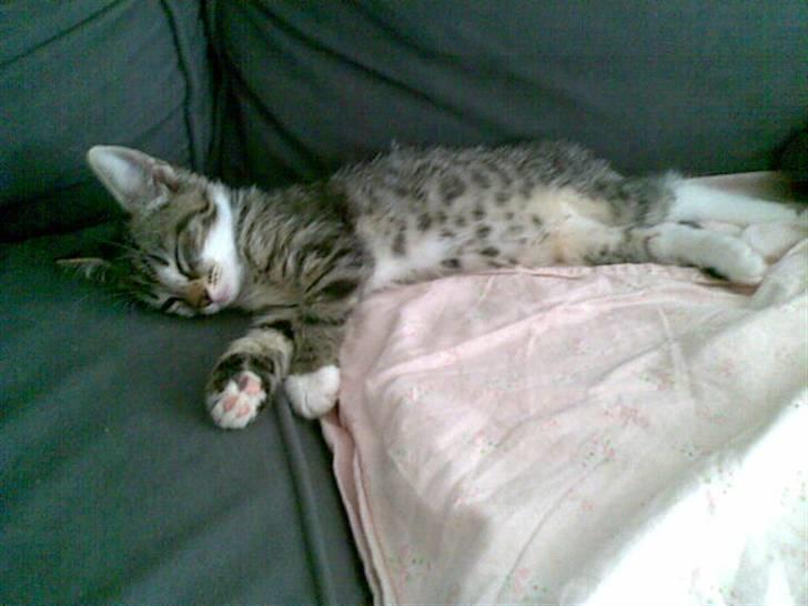 Huskat Misse billede 5