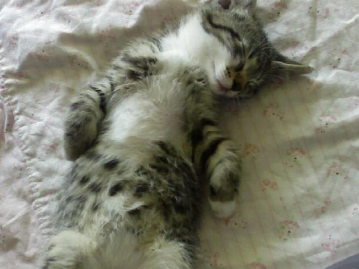 Huskat Misse - Da vi havde hentet hende lagde hun sig bare til at sove i sofaen billede 6