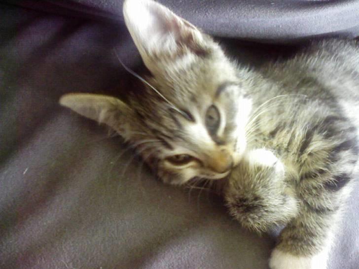 Huskat Misse - Lidt snobbet måske :p billede 7