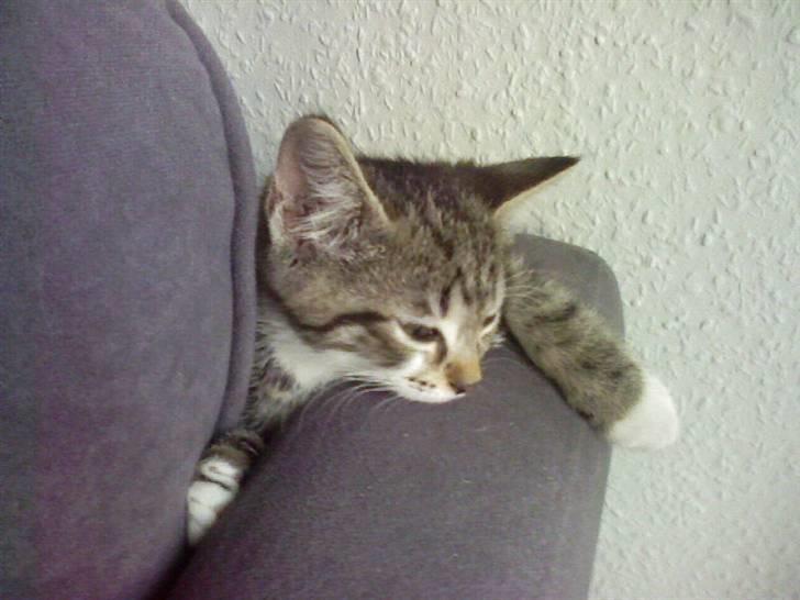 Huskat Misse - Der ligger hun da meget godt :) billede 8