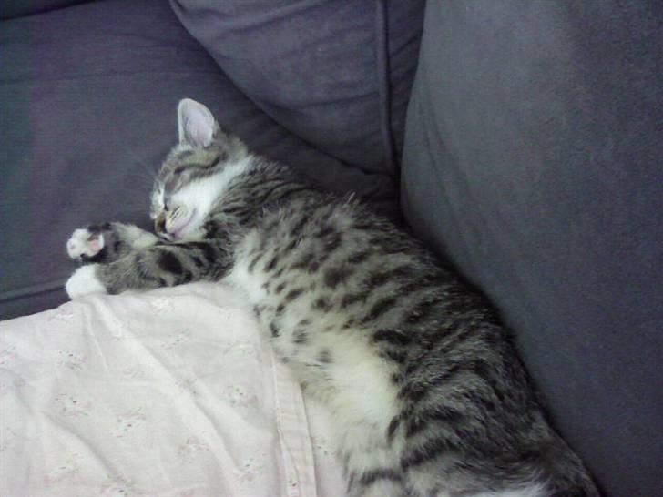 Huskat Misse billede 9