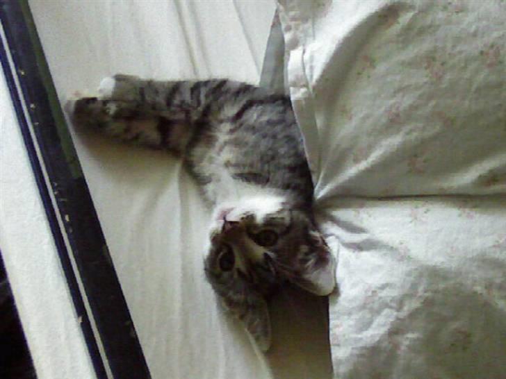 Huskat Misse billede 10