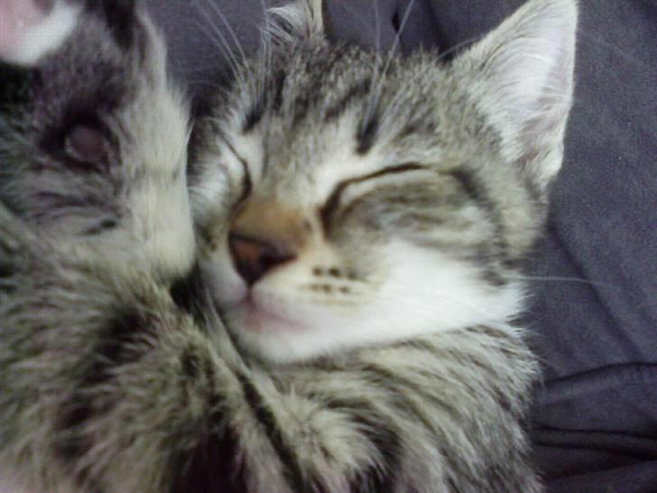 Huskat Misse billede 11