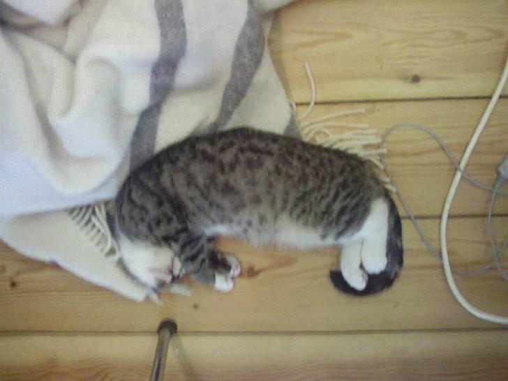 Huskat Misse - Hun faldt i søvn på gulvet imens vi spillede computer billede 12