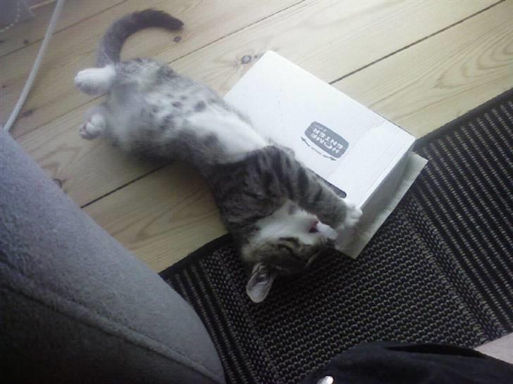 Huskat Misse billede 13