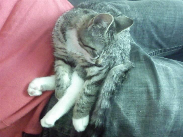 Huskat Misse - Sååå træt billede 14