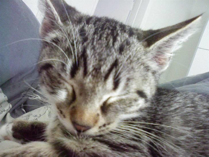 Huskat Misse billede 15