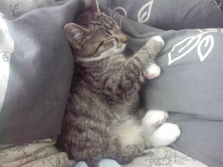 Huskat Misse - Hun putter med mig :) billede 16