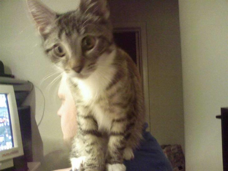 Huskat Misse - Hun er en meget nysgerrig kat :) billede 17