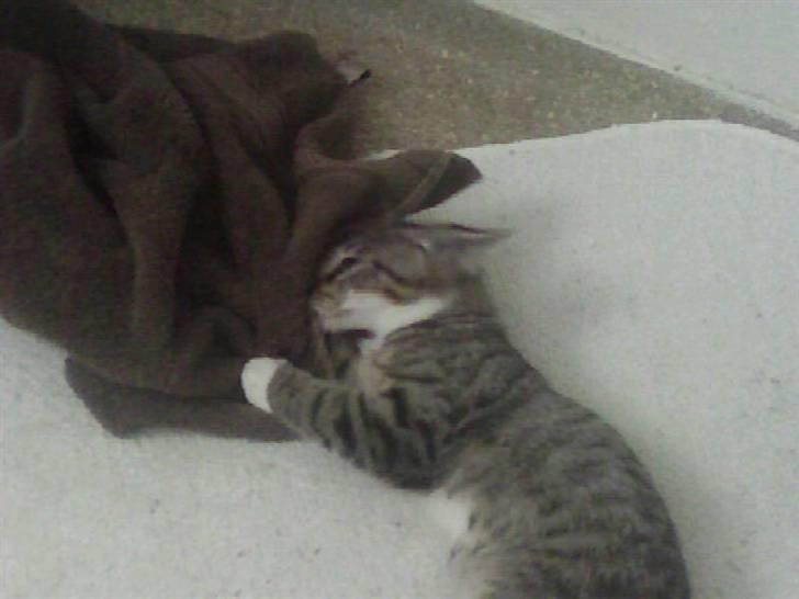 Huskat Misse - Hun elsker alt der dufter af os billede 18