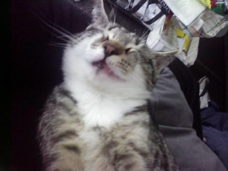 Huskat Misse - Det mest uheldige billede jeg nogensinde har taget af hende ;) billede 19