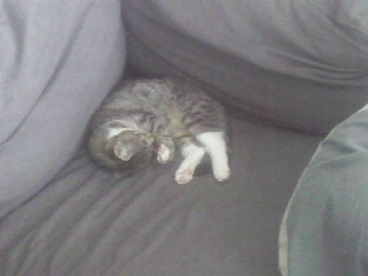 Huskat Misse - Hun fylder ikke så meget. Totalt sødt :) billede 20