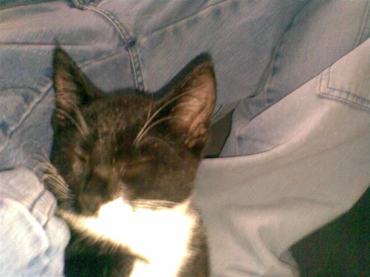 Huskat Laban - uha sover lige...  billede 6
